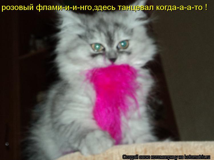 Котоматрица: розовый флами-и-и-нго,здесь танцевал когда-а-а-то !