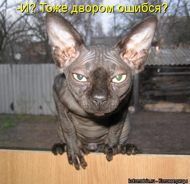 -И? Тоже двором ошибся?... Котоматрица: -И? Тоже двором ошибся?