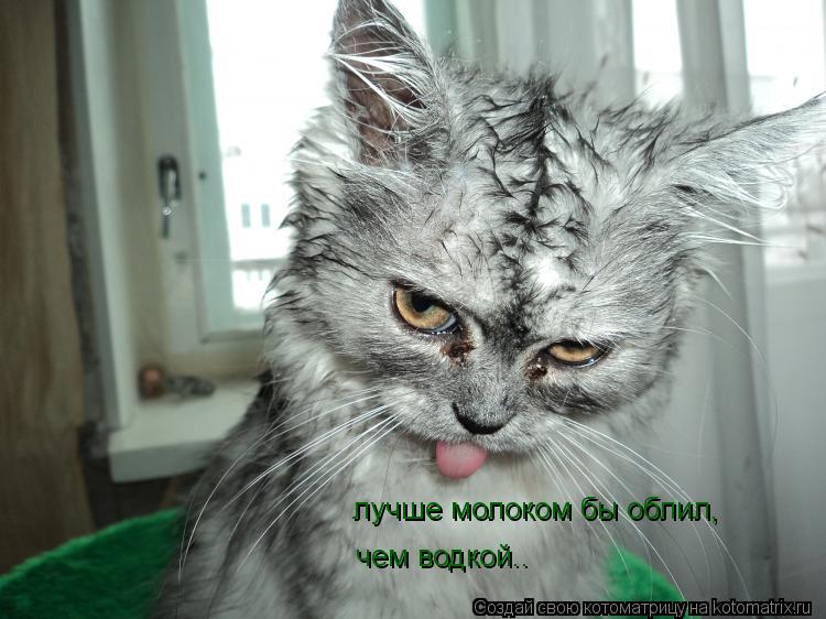 лучше молоком бы облил, чем водкой..... Котоматрица: лучше молоком бы облил, чем водкой..