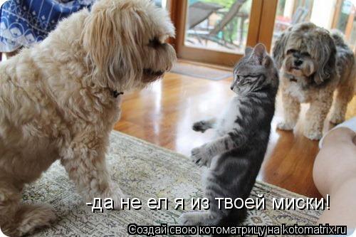-да не ел я из твоей миски!... Котоматрица: -да не ел я из твоей миски!