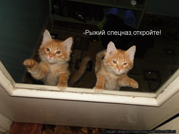 -Рыжий спецназ,откройте!... Котоматрица: -Рыжий спецназ,откройте!
