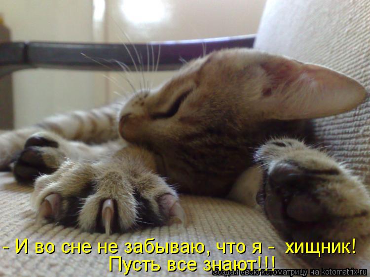 - И во сне не забываю, что я - хищник! Пусть все знают!!!... Котоматрица: - И во сне не забываю, что я - хищник! Пусть все знают!!!