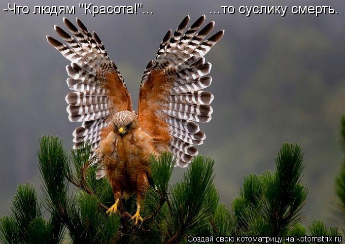 -Что людям "Красота!"... ...то суслику смерть.... Котоматрица: -Что людям "Красота!"... ...то суслику смерть.