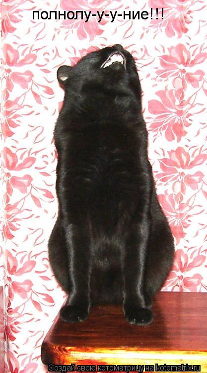 Котоматрица: полнолу-у-у-ние!!!