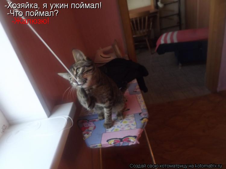 -Хозяйка, я ужин поймал! -Что поймал? -Жалюзю!... Котоматрица: -Хозяйка, я ужин поймал! -Что поймал? -Жалюзю!