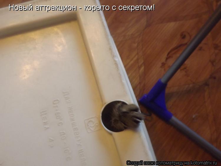Новый аттракцион - корыто с секретом!... Котоматрица: Новый аттракцион - корыто с секретом!