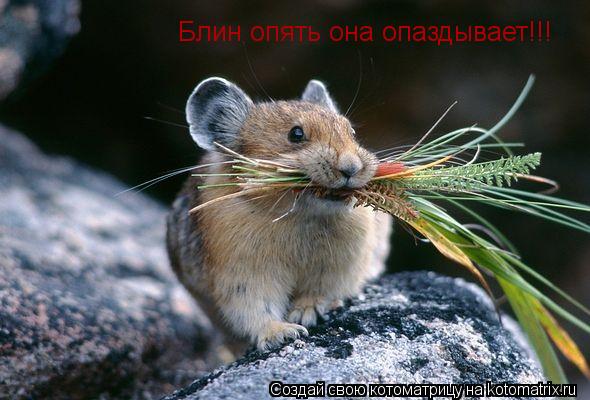 Блин опять она опаздывает!!!... Котоматрица: Блин опять она опаздывает!!!