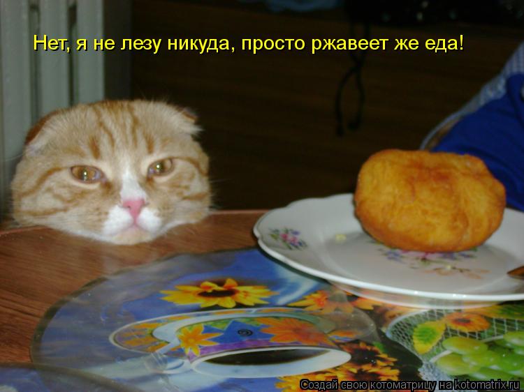 Нет, я не лезу никуда, просто ржавеет же еда!... Котоматрица: Нет, я не лезу никуда, просто ржавеет же еда!