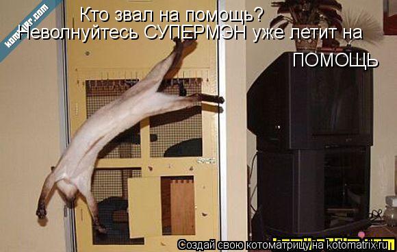 Кто звал на помощь? Неволнуйтесь СУПЕРМЭН уже летит на ПОМОЩЬ... Котоматрица: Кто звал на помощь? Неволнуйтесь СУПЕРМЭН уже летит на ПОМОЩЬ