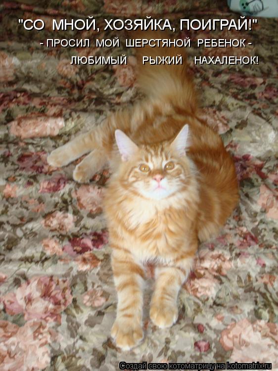 "СО МНОЙ, ХОЗЯЙКА, ПОИГРАЙ!" - ПРОСИЛ МОЙ ШЕРСТЯНОЙ РЕБЕНОК - ЛЮБИМЫЙ РЫЖИЙ НАХАЛЕНОК!... Котоматрица: "СО МНОЙ, ХОЗЯЙКА, ПОИГРАЙ!" - ПРОСИЛ МОЙ ШЕРСТЯНОЙ РЕБЕНОК - ЛЮБИМЫЙ РЫЖИЙ НАХАЛЕНОК!