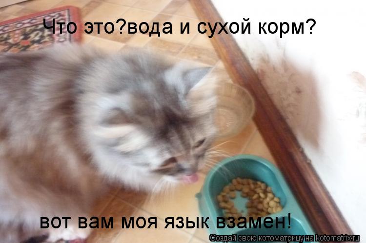 Что это?вода и сухой корм? вот вам моя язык взамен!... Котоматрица: Что это?вода и сухой корм? вот вам моя язык взамен!