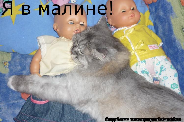 Я в малине!... Котоматрица: Я в малине!