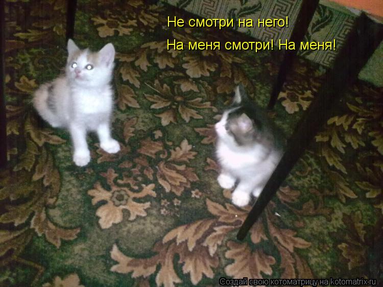 Не смотри на него! На меня смотри! На меня!... Котоматрица: Не смотри на него! На меня смотри! На меня!