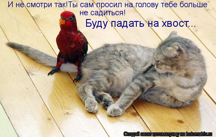 И не смотри так!Ты сам просил на голову тебе больше не садиться! Буду падать на хвост...... Котоматрица: И не смотри так!Ты сам просил на голову тебе больше не садиться! Буду падать на хвост...