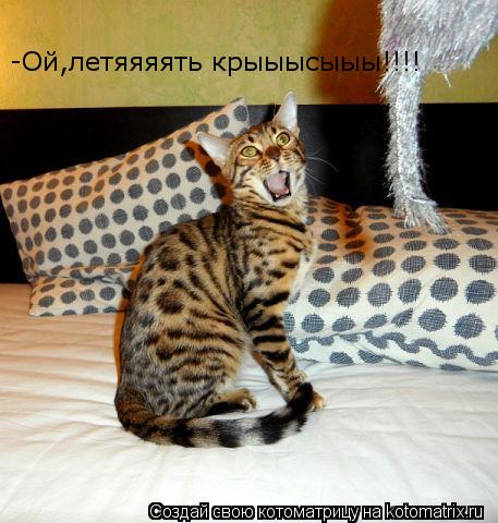 -Ой,летяяяять крыыысыыы!!!!... Котоматрица: -Ой,летяяяять крыыысыыы!!!!