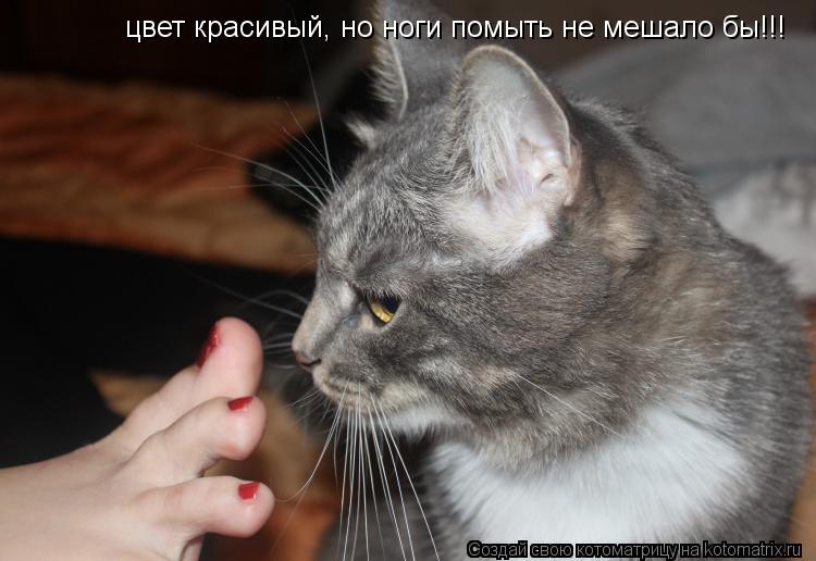 цвет красивый, но ноги помыть не мешало бы!!!... Котоматрица: цвет красивый, но ноги помыть не мешало бы!!!