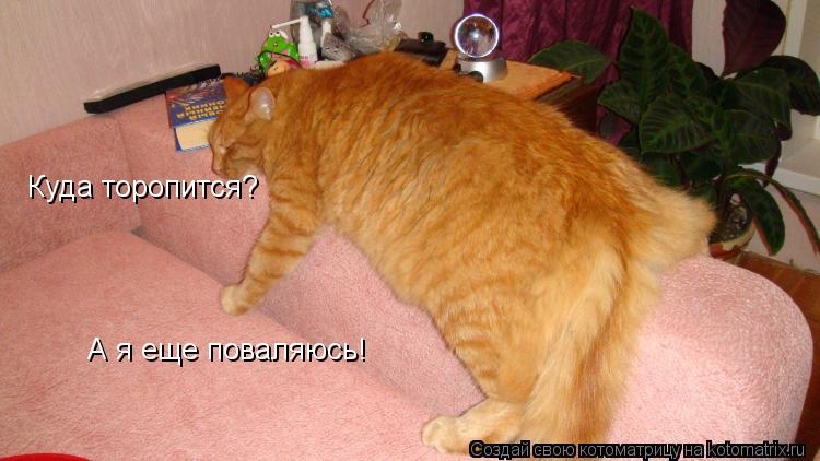 А я еще поваляюсь! Куда торопится?... Котоматрица: А я еще поваляюсь! Куда торопится?