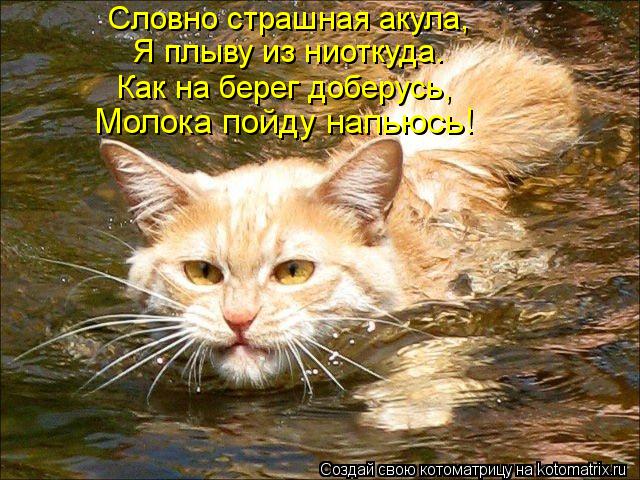 Словно страшная акула, Я плыву из ниоткуда. Как на берег доберусь, Молока пойду напьюсь!... Котоматрица: Словно страшная акула, Я плыву из ниоткуда. Как на берег доберусь, Молока пойду напьюсь!