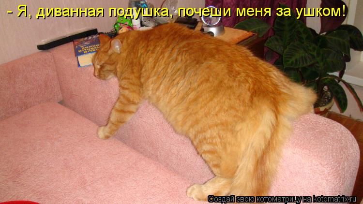 - Я, диванная подушка, почеши меня за ушком!... Котоматрица: - Я, диванная подушка, почеши меня за ушком!