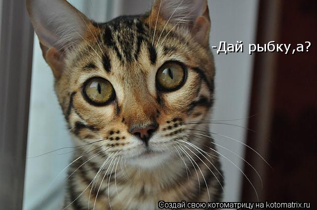 -Дай рыбку,а?... Котоматрица: -Дай рыбку,а?