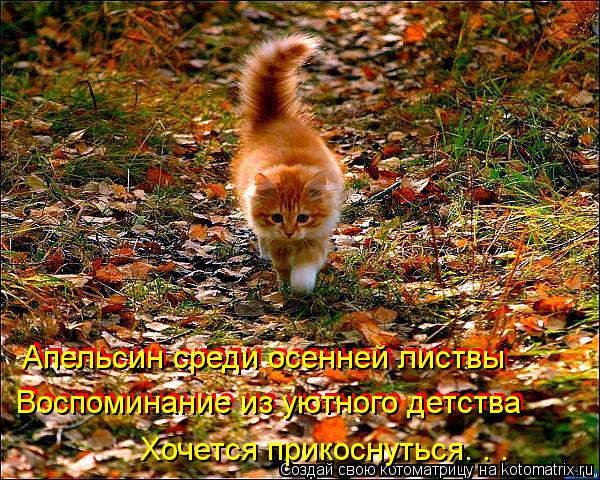 Апельсин среди осенней листвы Апельсин среди осенней листвы Воспоминание из уютного детства Воспомина... Котоматрица: Апельсин среди осенней листвы Апельсин среди осенней листвы Воспоминание из уютного детства Воспоминание из уютного детства Хочется прик