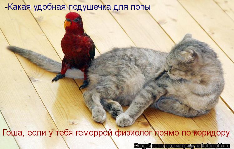 -Какая удобная подушечка для попы Гоша, если у тебя геморрой физиолог прямо по коридору.... Котоматрица: -Какая удобная подушечка для попы Гоша, если у тебя геморрой физиолог прямо по коридору.