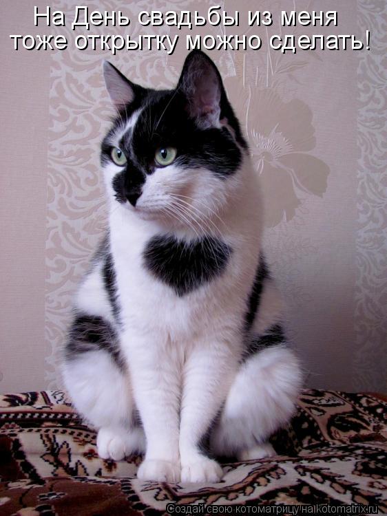 На День свадьбы из меня тоже открытку можно сделать!... Котоматрица: На День свадьбы из меня тоже открытку можно сделать!