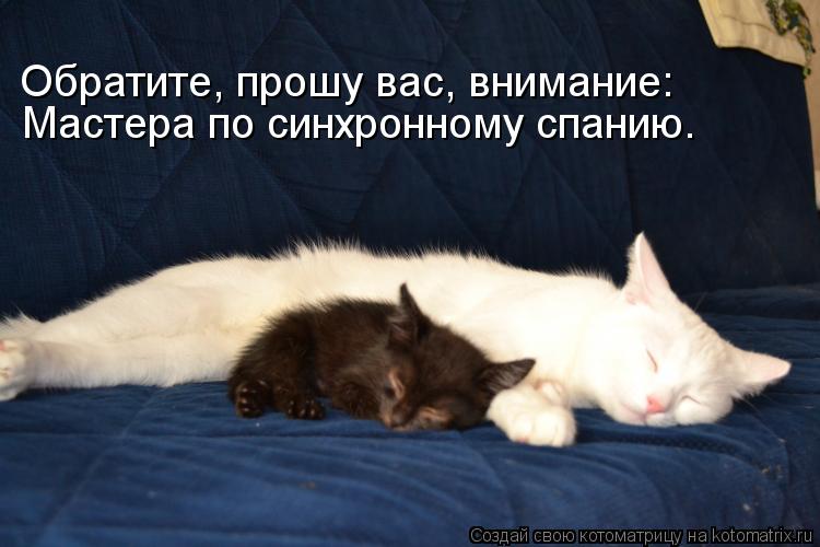 Обратите, прошу вас, внимание: Мастера по синхронному спанию.... Котоматрица: Обратите, прошу вас, внимание: Мастера по синхронному спанию.