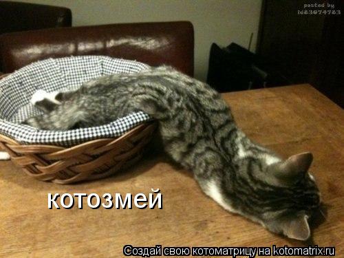 котозмей... Котоматрица: котозмей
