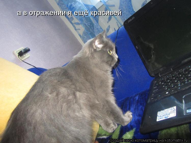 а в отражении я ещё красивей... Котоматрица: а в отражении я ещё красивей