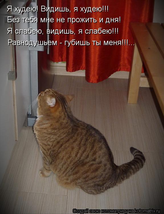 Я худею! Видишь, я худею!!! Без тебя мне не прожить и дня! Я слабею, видишь, я слабею!!! Равнодушьем ... Котоматрица: Я худею! Видишь, я худею!!! Без тебя мне не прожить и дня! Я слабею, видишь, я слабею!!! Равнодушьем - губишь ты меня!!!...