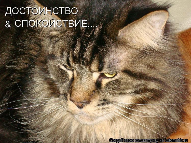 ДОСТОИНСТВО СПОКОЙСТВИЕ.... &... Котоматрица: ДОСТОИНСТВО СПОКОЙСТВИЕ.... &