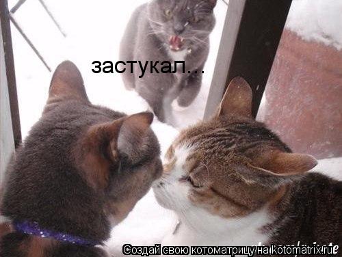 застукал...... Котоматрица: застукал...