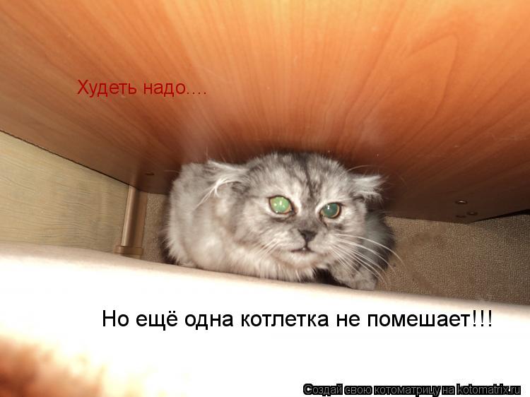 Худеть надо.... Но ещё одна котлетка не помешает!!!... Котоматрица: Худеть надо.... Но ещё одна котлетка не помешает!!!