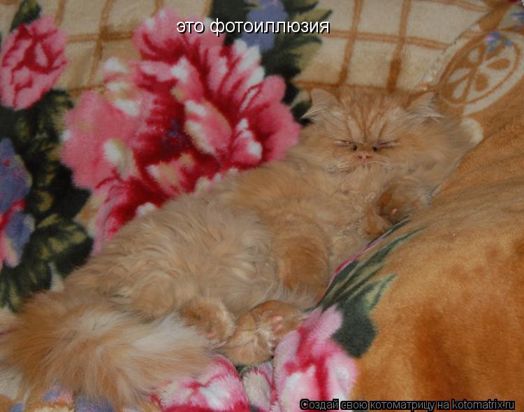 это фотоиллюзия... Котоматрица: это фотоиллюзия