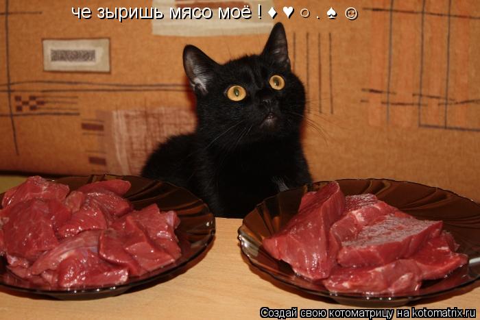 че зыришь мясо моё ! ♦ ♥ ○ • ♠ ☺... Котоматрица: че зыришь мясо моё ! ♦ ♥ ○ • ♠ ☺