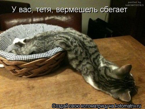У вас, тетя, вермешель сбегает... Котоматрица: У вас, тетя, вермешель сбегает