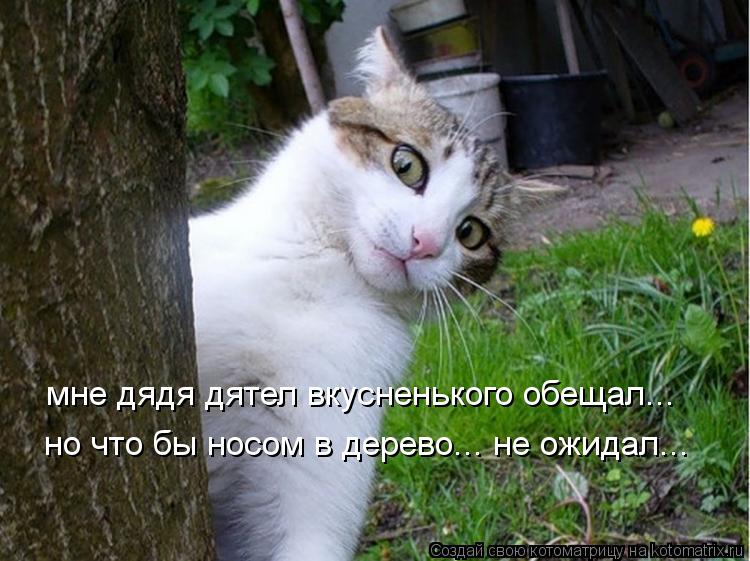 мне дядя дятел вкусненького обещал... но что бы носом в дерево... не ожидал...... Котоматрица: мне дядя дятел вкусненького обещал... но что бы носом в дерево... не ожидал...