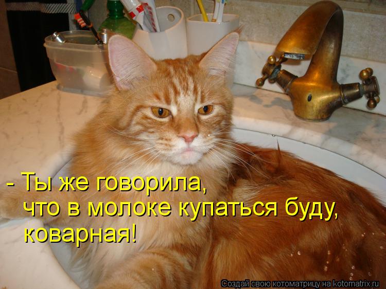 - Ты же говорила, что в молоке купаться буду, коварная!... Котоматрица: - Ты же говорила, что в молоке купаться буду, коварная!
