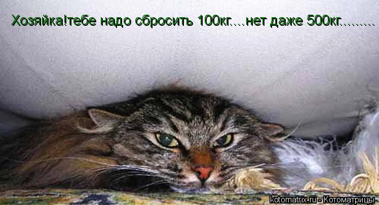 Хозяйка!тебе надо сбросить 100кг....нет даже 500кг............ Котоматрица: Хозяйка!тебе надо сбросить 100кг....нет даже 500кг.........