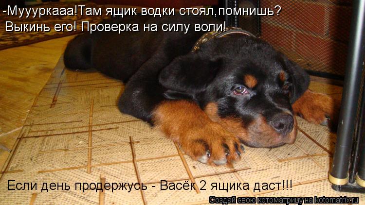 -Муууркааа!Там ящик водки стоял,помнишь? Выкинь его! Проверка на силу воли! Если день продержусь - Ва... Котоматрица: -Муууркааа!Там ящик водки стоял,помнишь? Выкинь его! Проверка на силу воли! Если день продержусь - Васёк 2 ящика даст!!!