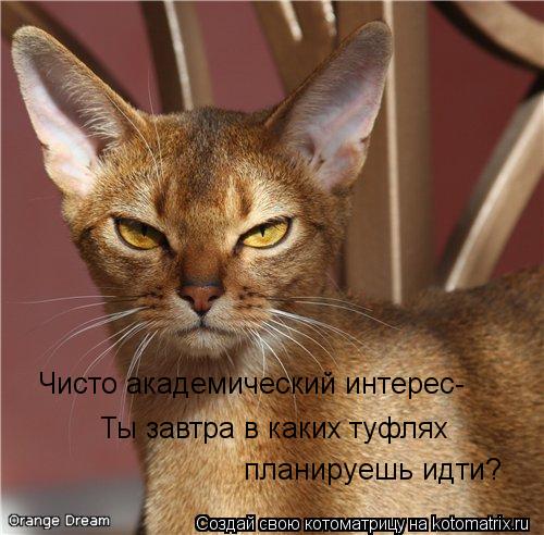 Ты завтра в каких туфлях планируешь идти? Чисто академический интерес-... Котоматрица: Ты завтра в каких туфлях планируешь идти? Чисто академический интерес-