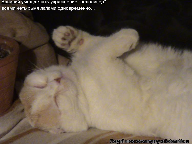 Василий умел делать упражнение "велосипед" всеми четырьмя лапами одновременно...... Котоматрица: Василий умел делать упражнение "велосипед" всеми четырьмя лапами одновременно...