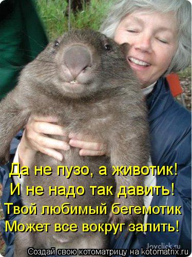 Да не пузо, а животик! И не надо так давить! Твой любимый бегемотик Может все вокруг залить!... Котоматрица: Да не пузо, а животик! И не надо так давить! Твой любимый бегемотик Может все вокруг залить!