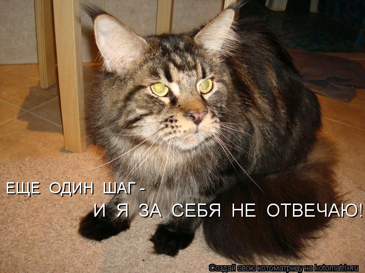ЕЩЕ ОДИН ШАГ - И Я ЗА СЕБЯ НЕ ОТВЕЧАЮ!!!... Котоматрица: ЕЩЕ ОДИН ШАГ - И Я ЗА СЕБЯ НЕ ОТВЕЧАЮ!!!