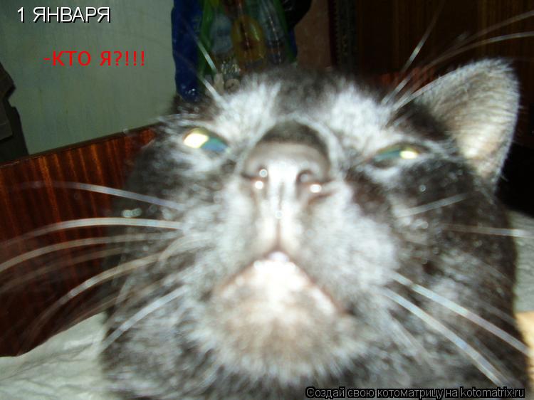 Котоматрица: 1 ЯНВАРЯ -КТО Я?!!!