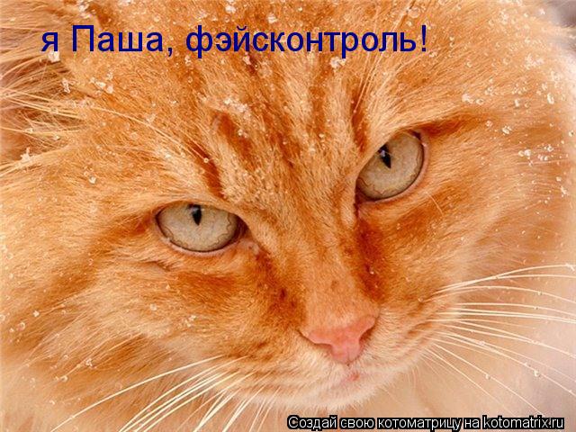 я Паша, фэйсконтроль!... Котоматрица: я Паша, фэйсконтроль!