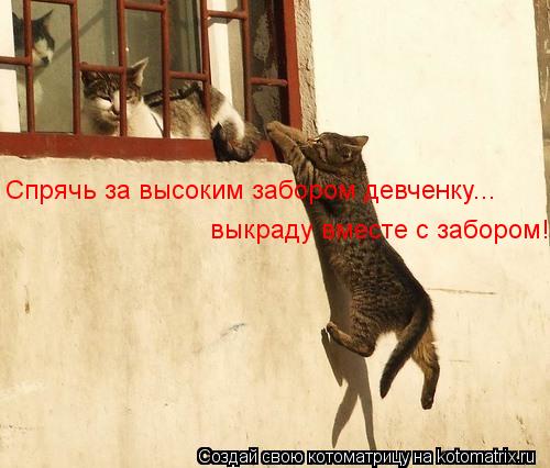 Спрячь за высоким забором девченку... выкраду вместе с забором!... Котоматрица: Спрячь за высоким забором девченку... выкраду вместе с забором!