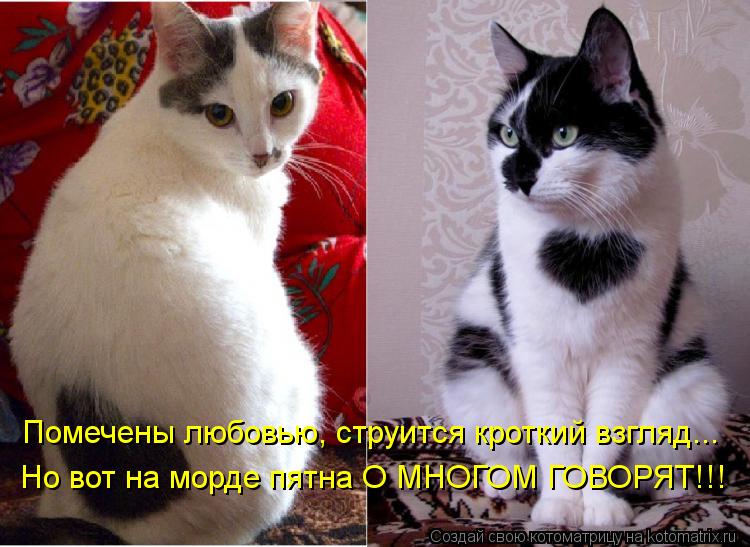 Помечены любовью, струится кроткий взгляд... Но вот на морде пятна О МНОГОМ ГОВОРЯТ!!!... Котоматрица: Помечены любовью, струится кроткий взгляд... Но вот на морде пятна О МНОГОМ ГОВОРЯТ!!!