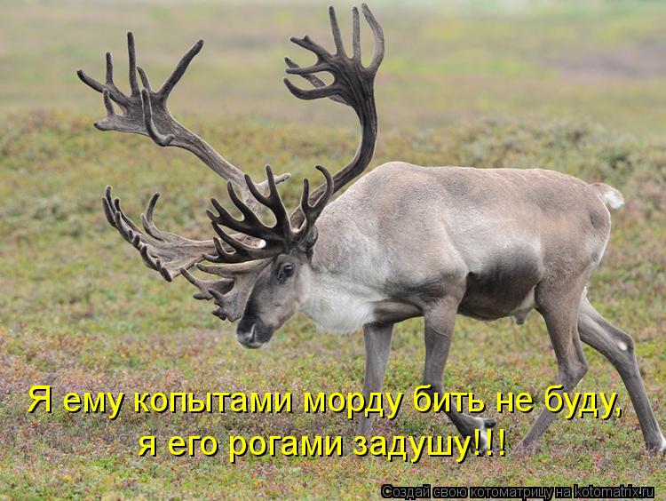 я его рогами задушу!!! Я ему копытами морду бить не буду,... Котоматрица: я его рогами задушу!!! Я ему копытами морду бить не буду,